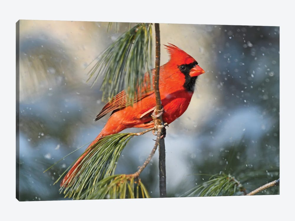 Northern Cardinal In The Snow by Brian Wolf 1-piece Canvas Art