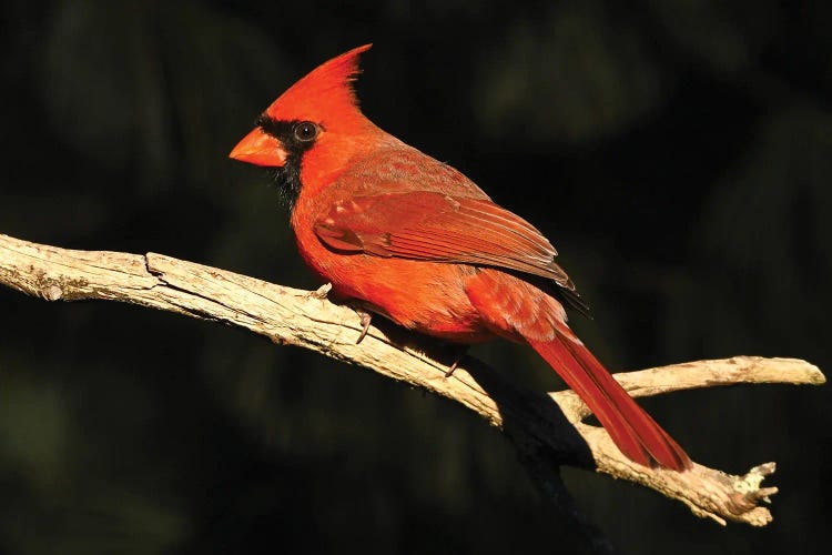 Northern Cardinal Profile by Brian Wolf wall art