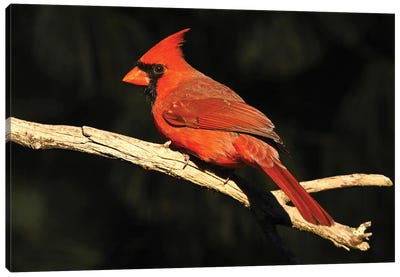 Northern Cardinal Profile Canvas Art Print