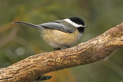 Blacked Capped Chickadee Profile by Brian Wolf canvas print
