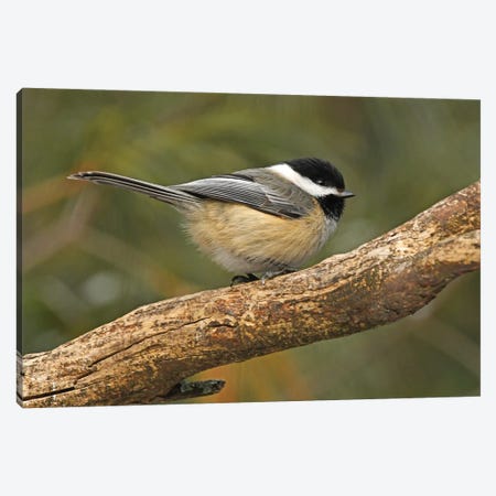 Blacked Capped Chickadee Profile Canvas Print #BWF710} by Brian Wolf Canvas Art