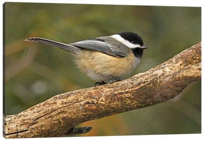 Blacked Capped Chickadee Profile Canvas Art Print - Brian Wolf