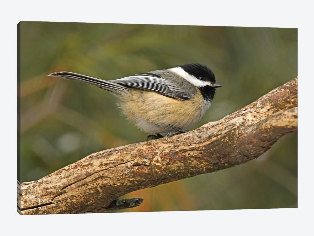 Blacked Capped Chickadee Profile by Brian Wolf 1-piece Canvas Print