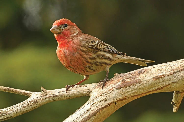 House Finch Profile