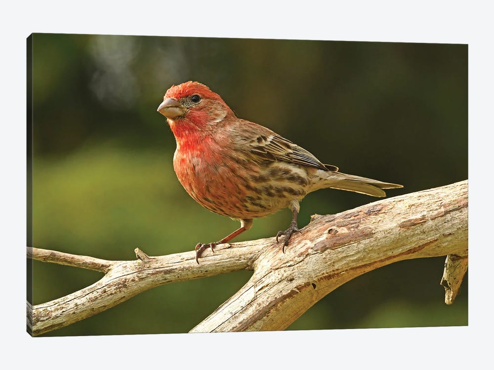 House Finch Profile by Brian Wolf 1-piece Canvas Wall Art