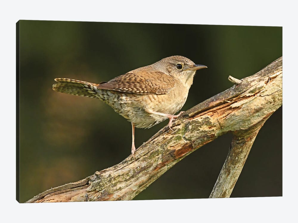 House Wren Profile by Brian Wolf 1-piece Canvas Print