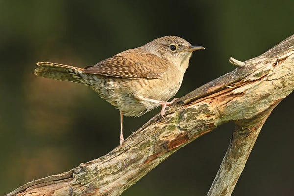 Wrens: House Wren Profile by Brian Wolf