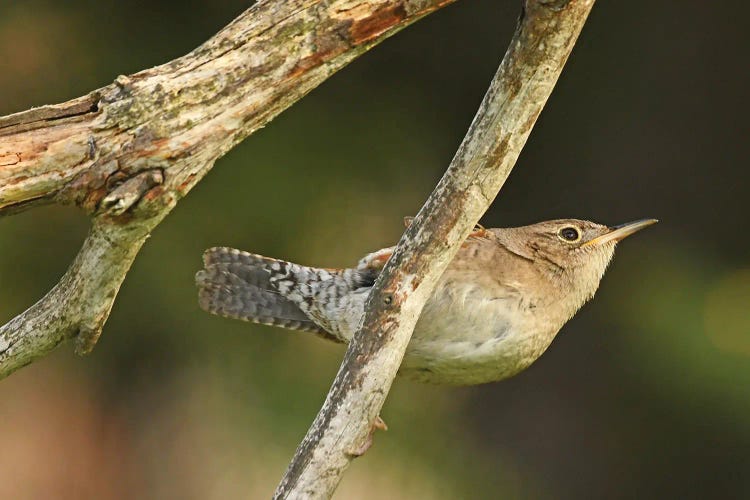 House Wren Hanging On
