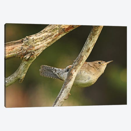 House Wren Hanging On Canvas Print #BWF713} by Brian Wolf Canvas Art