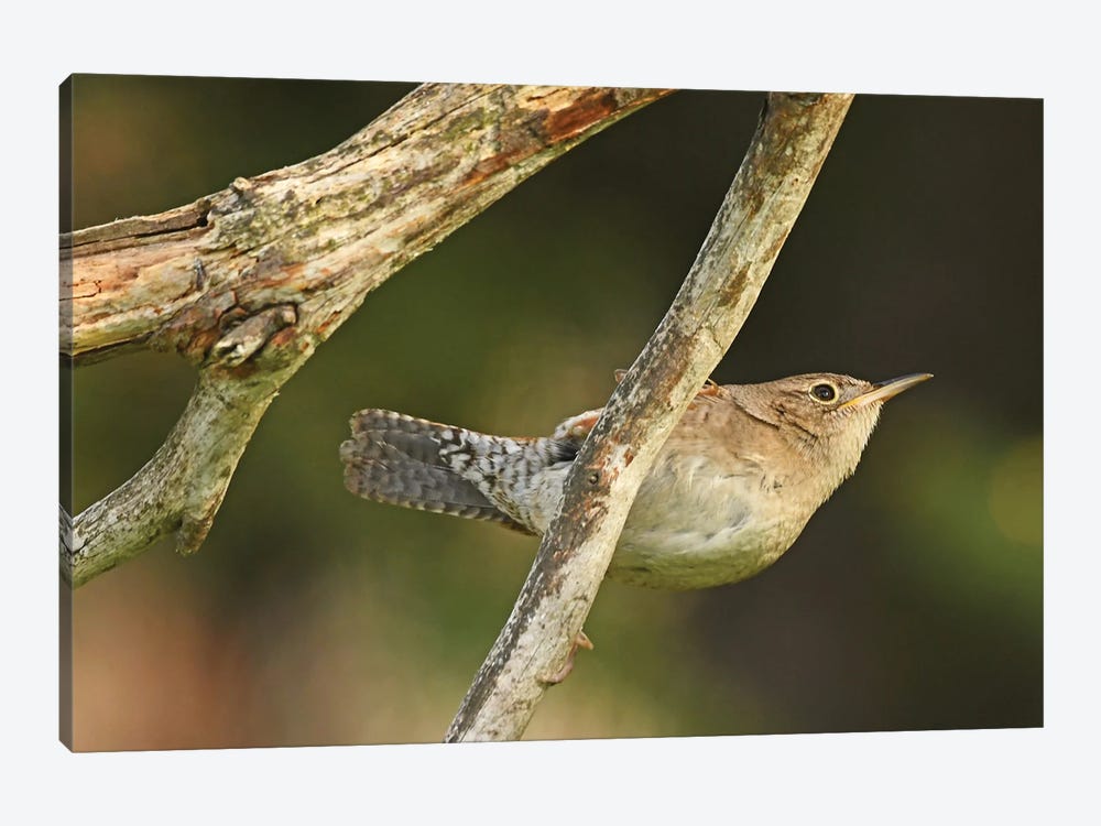 House Wren Hanging On by Brian Wolf 1-piece Canvas Wall Art