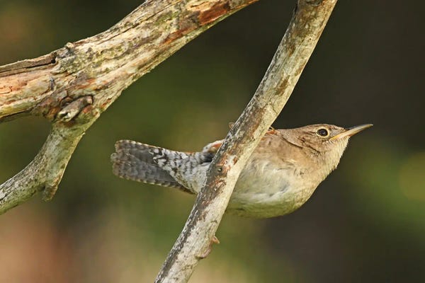 Wrens: House Wren Hanging On by Brian Wolf