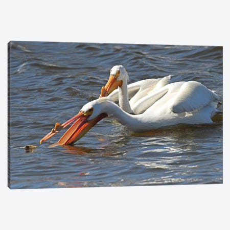 Hungry White Pelican Canvas Print #BWF714} by Brian Wolf Art Print