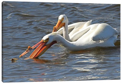 Hungry White Pelican Canvas Art Print - Brian Wolf