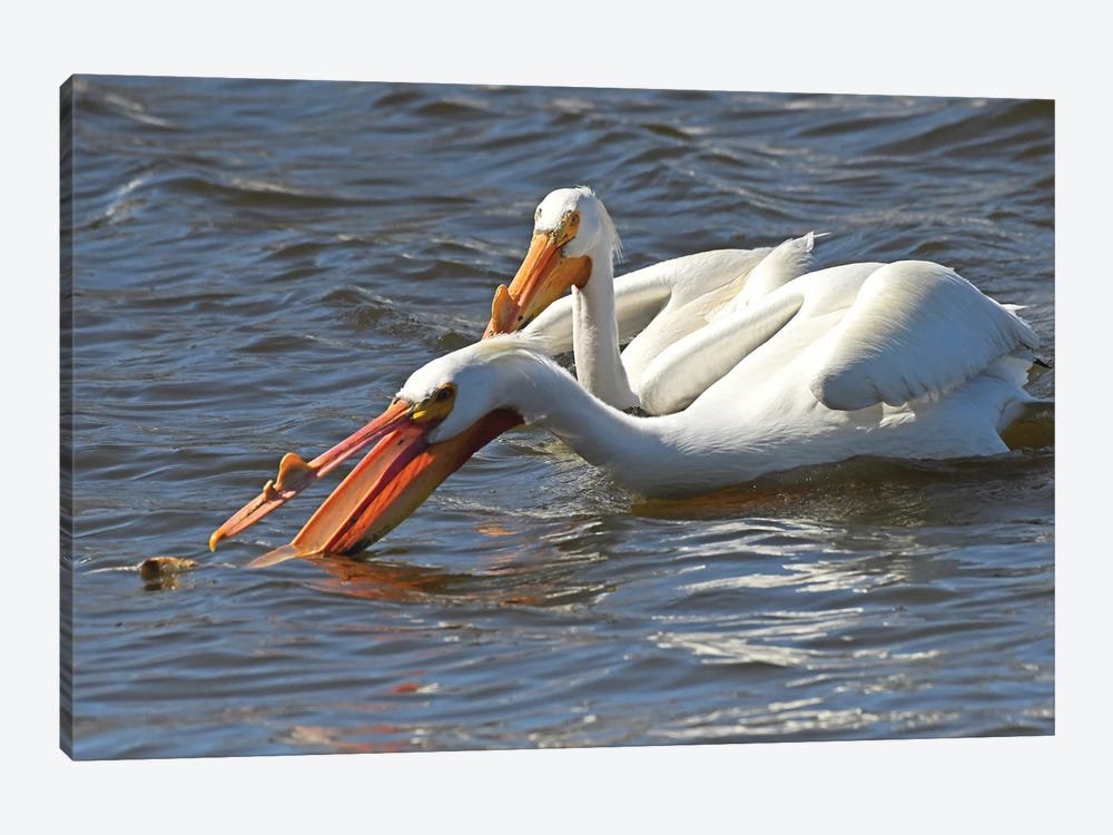Hungry White Pelican by Brian Wolf 1-piece Art Print