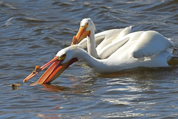 Hungry White Pelican