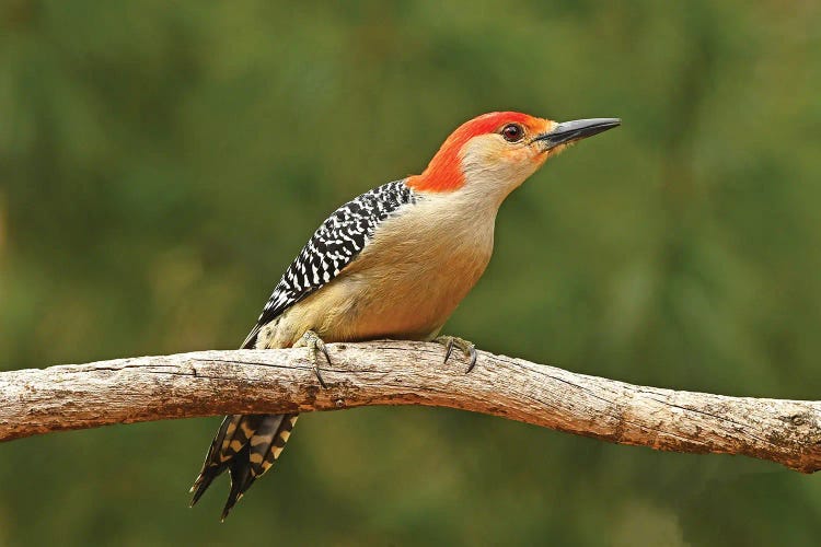 Red Bellied Woodpecker Profile
