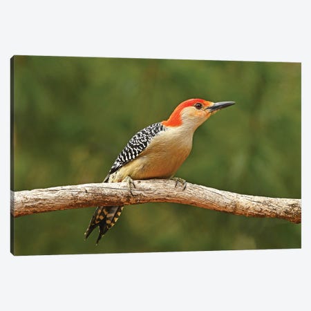 Red Bellied Woodpecker Profile Canvas Print #BWF715} by Brian Wolf Canvas Print