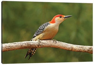 Red Bellied Woodpecker Profile Canvas Art Print - Woodpecker Art