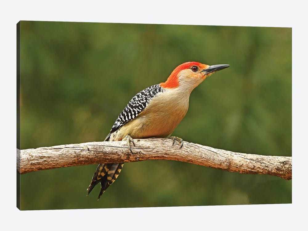 Red Bellied Woodpecker Profile by Brian Wolf 1-piece Canvas Artwork