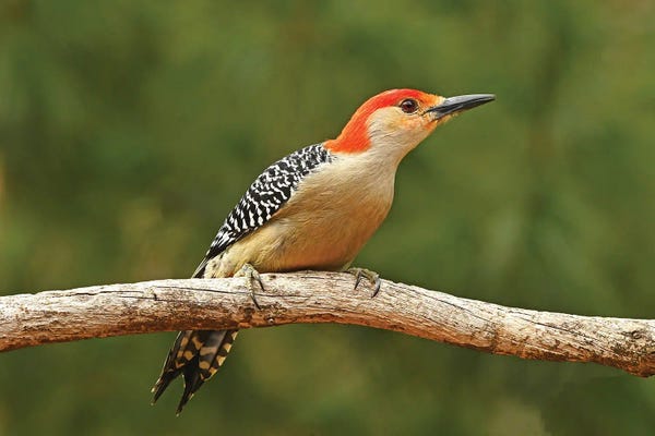 Brian Wolf: Red Bellied Woodpecker Profile by Brian Wolf