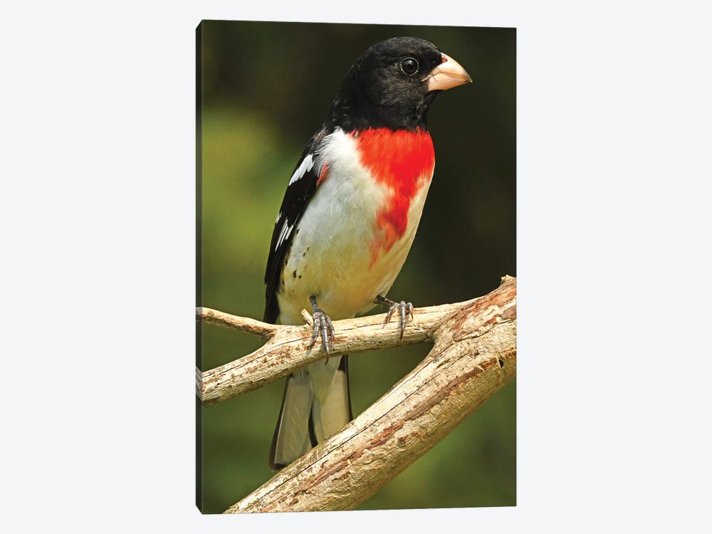 Rose Breasted Grosbeak - Vertical by Brian Wolf 1-piece Canvas Print
