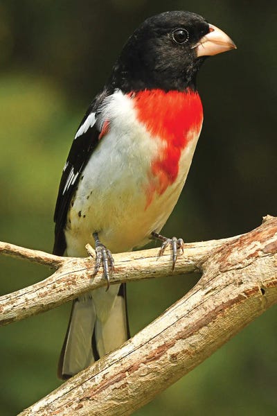 Grosbeaks: Rose Breasted Grosbeak - Vertical by Brian Wolf