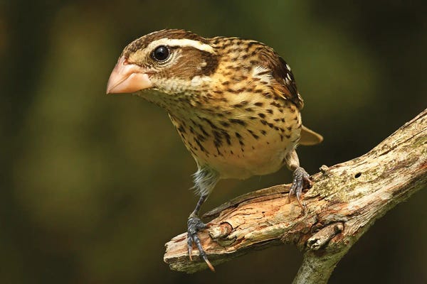 Brian Wolf: Rose Breasted Grosbeak Female by Brian Wolf