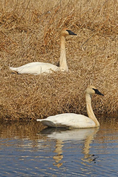 Brian Wolf: Trumpeter Swan Pair - Vertical by Brian Wolf