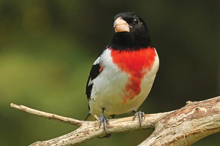 Rose Breasted Grosbeak Perched