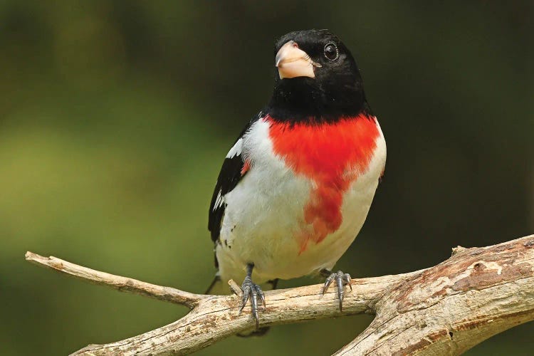 Rose Breasted Grosbeak Perched