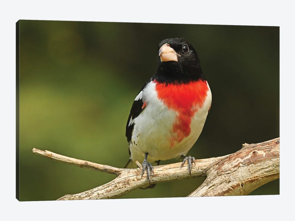 Rose Breasted Grosbeak Perched by Brian Wolf 1-piece Canvas Art