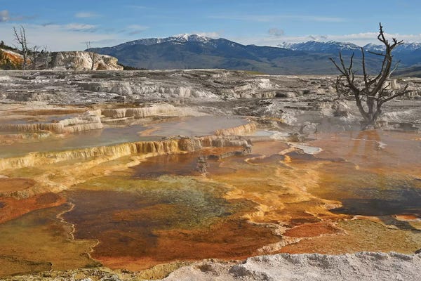 Wyoming: Canary Springs by Brian Wolf