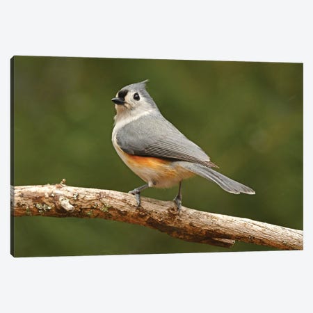 Tufted Titmouse Male Canvas Print #BWF720} by Brian Wolf Canvas Art Print