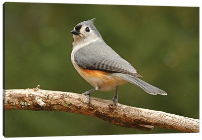 Tufted Titmouse Male Canvas Art Print - Brian Wolf