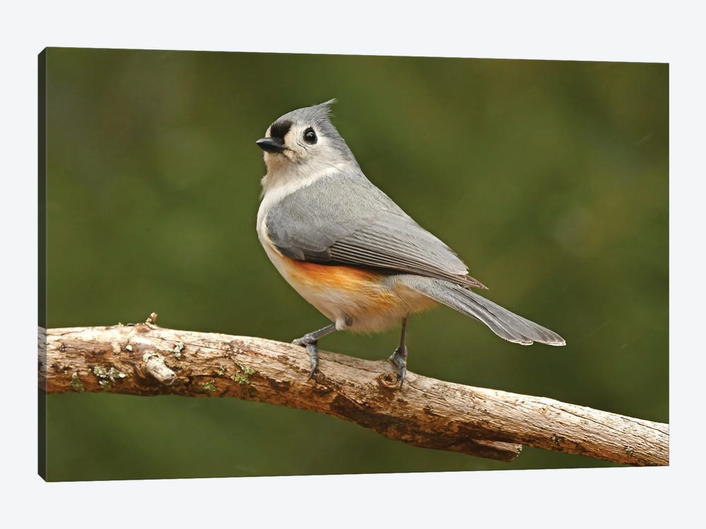 Tufted Titmouse Male by Brian Wolf 1-piece Canvas Art