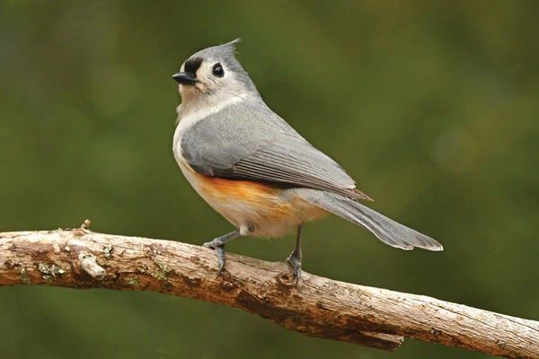 Brian Wolf: Tufted Titmouse Male by Brian Wolf
