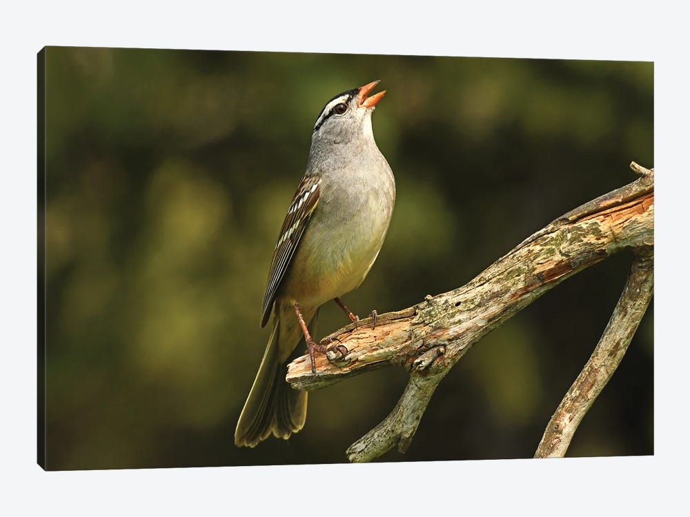 White Crowned Sparrow by Brian Wolf 1-piece Canvas Art Print