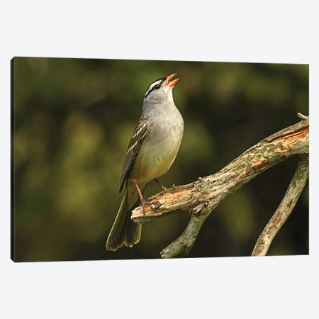 White Crowned Sparrow Canvas Print #BWF721} by Brian Wolf Art Print