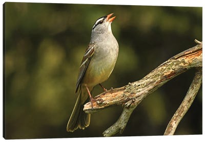 White Crowned Sparrow Canvas Art Print