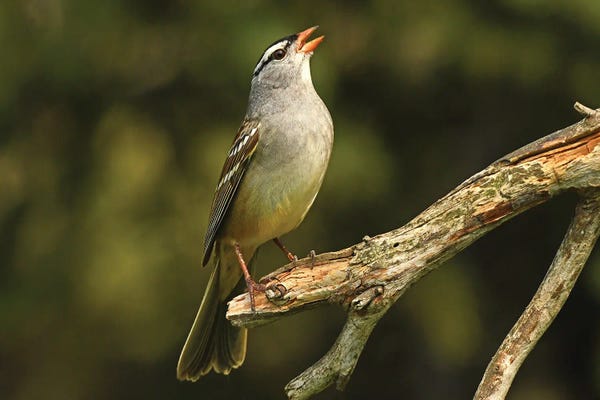 Sparrows: White Crowned Sparrow by Brian Wolf