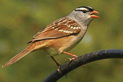 White Crowned Sparrow Profile by Brian Wolf art print