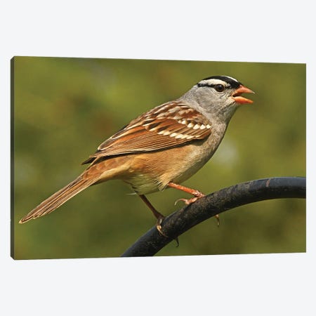 White Crowned Sparrow Profile Canvas Print #BWF722} by Brian Wolf Art Print