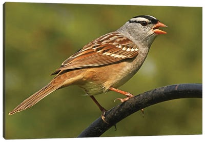 White Crowned Sparrow Profile Canvas Art Print - Brian Wolf