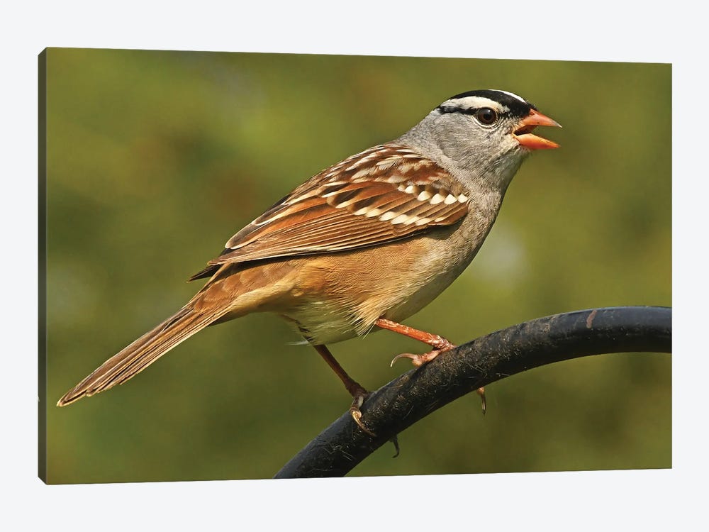 White Crowned Sparrow Profile by Brian Wolf 1-piece Canvas Artwork