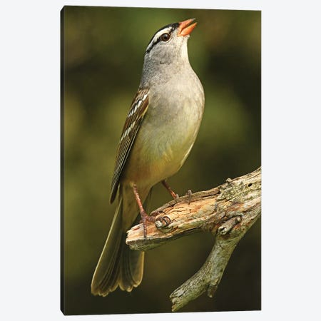 White Crowned Sparrow - Vertical Canvas Print #BWF723} by Brian Wolf Canvas Print
