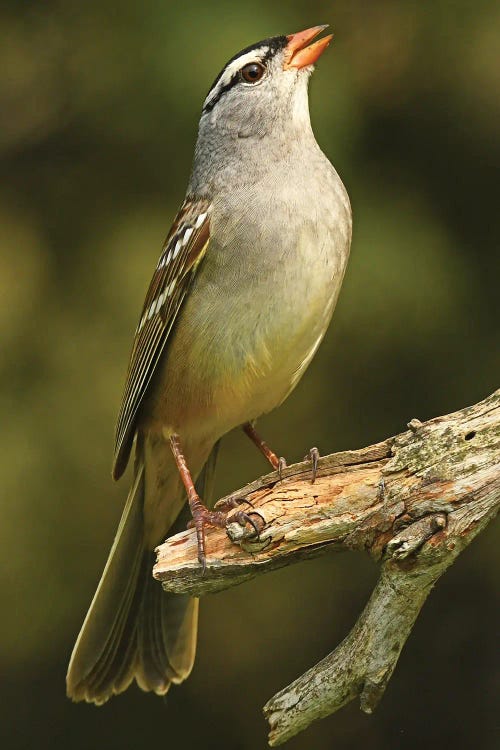 White Crowned Sparrow - Vertical