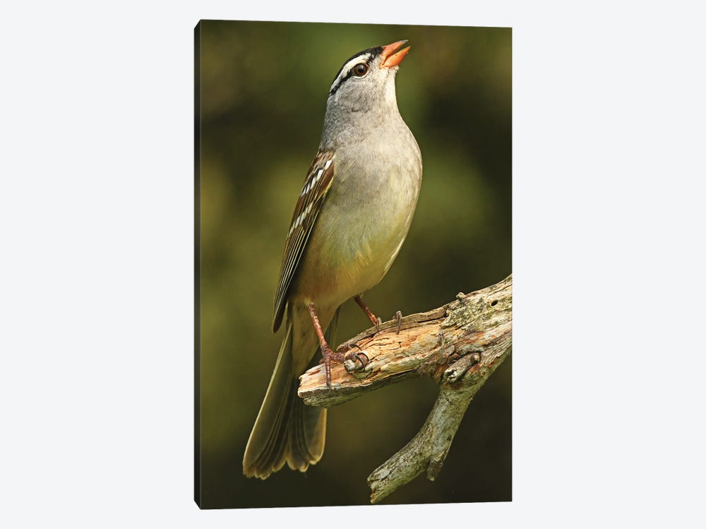 White Crowned Sparrow - Vertical by Brian Wolf 1-piece Canvas Art Print
