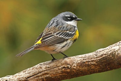 Yellow Rumped Warbler by Brian Wolf canvas print
