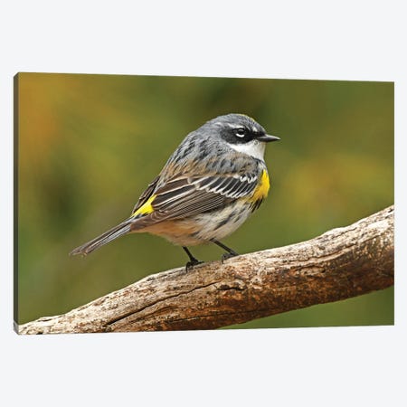 Yellow Rumped Warbler Canvas Print #BWF724} by Brian Wolf Canvas Wall Art