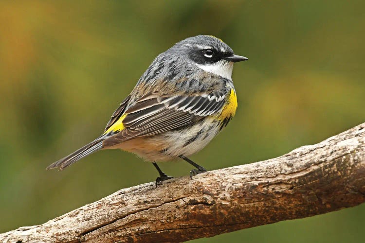 Yellow Rumped Warbler